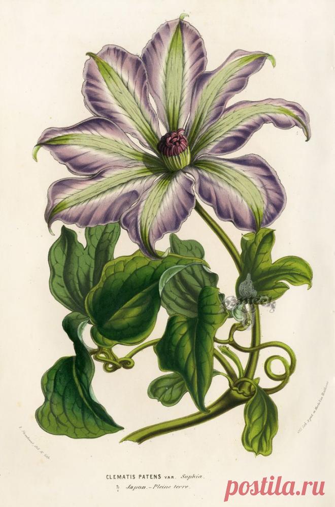 Найдено на сайте biodiversitylibrary.org.