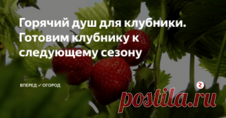 Горячий душ для клубники. Готовим клубнику к следующему сезону Клубника уже отдала нам свой урожай в этом году. Дети получили дозу витаминов, мы наварили варенья и джема на зиму. Пора позаботиться об урожае на следующий год.
Если при сборе урожая, вы наблюдали не только крупные и спелые ягоды, а еще и покрытые плесенью, то это говорит о том, что у вас завелась серая гниль.
А поврежденные, морщинистые и бледно-зеленые листья указывают на присутствие землянично