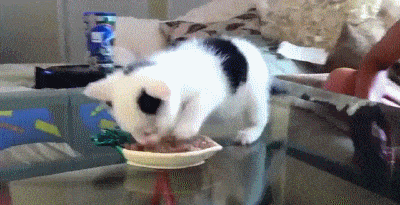 Cat GIF Central: Смешные животные GIF