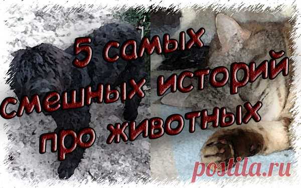 Лучшие смешные истории - 5 самых смешных историй про животных