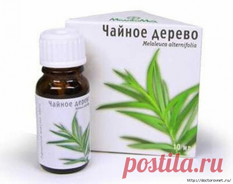 Чудесное масло чайного дерева поможет и вылечит!