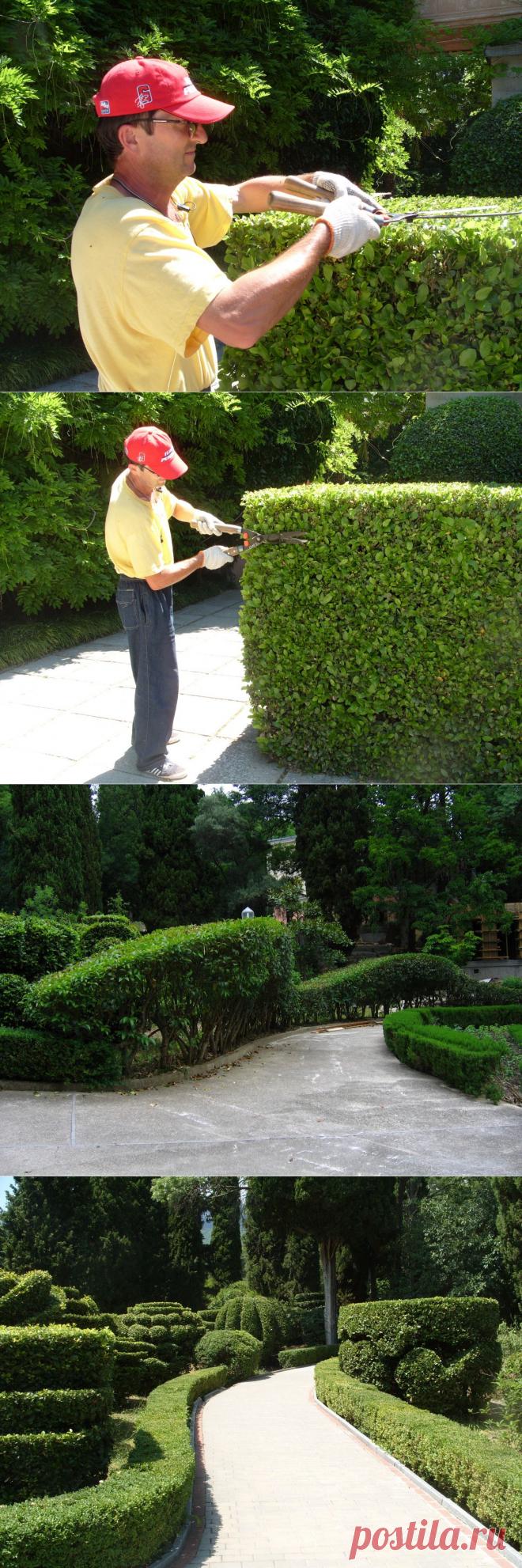 Стрижка и обрезка живых изгородей. 
В продолжение темы обрезки декоративных древесных растений рассмотрим сегодня вопрос о стрижке (для формованных посадок) и обрезке (для свободно растущих) живых изгородей, в уходе за которым эти «зеленые операции» являются весьма важными моментами.
Для чего нужна стрижка живых изгородей?
Как часто надо стричь живую изгородь?Глубина стрижки.Стрижка старой живой изгороди в 2 приёма.Обрезка свободно растущих живых изгородей.