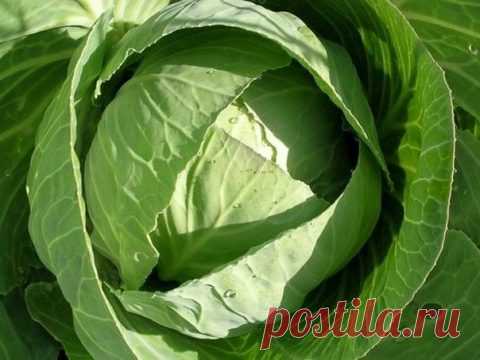 Лечение суставов капустным листом / Будьте здоровы