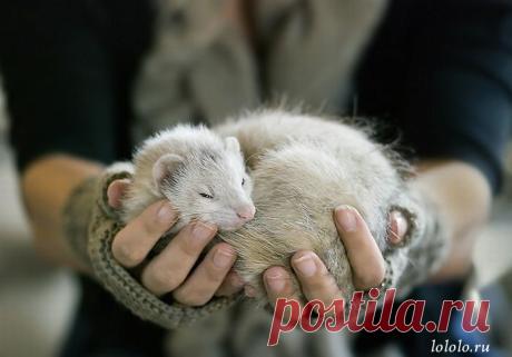 постила о домашних животных: 39 тыс изображений найдено в Яндекс.Картинках