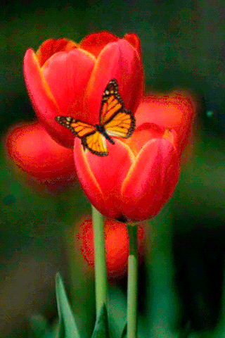 Тюльпаны