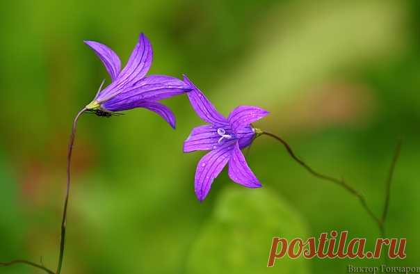 Настроение лета... ♥ 📸 #Виктор_Гончаров