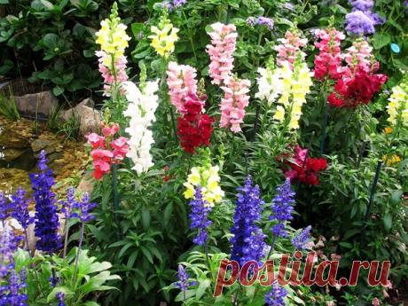 5 цветов-однолетников с фото, которые можно сеять под зиму | 5. Львиный зев
Известное неприхотливое растение. Универсально для озеленения участка — подходит для посадки в смешанных клумбах и "соло". Мне нравится использовать его для создания бордюров вдоль тропинки. Главные достоинства львиного зева — необычная форма цветка, яркая раскраска, удивительная неприхотливость и долгое цветение.