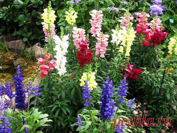 5 цветов-однолетников с фото, которые можно сеять под зиму | 5. Львиный зев
Известное неприхотливое растение. Универсально для озеленения участка — подходит для посадки в смешанных клумбах и 