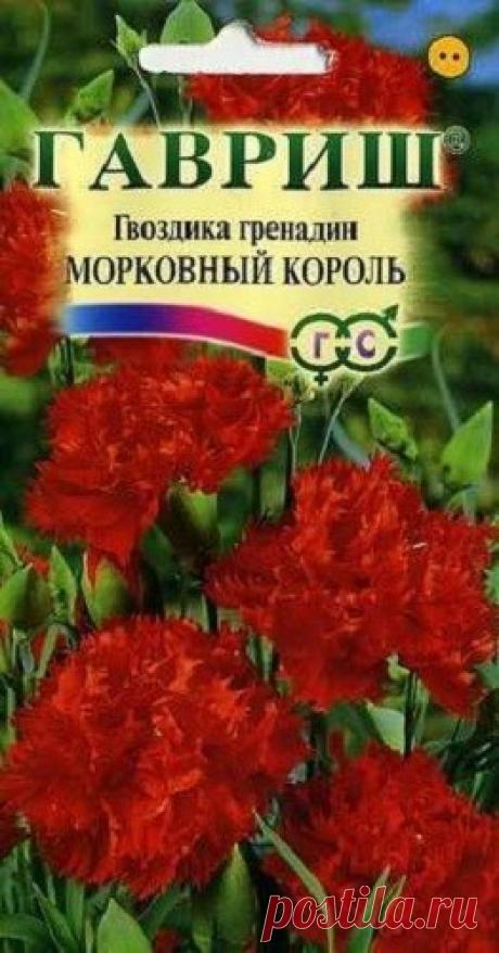 Гвоздика садовая гренадин "Морковный король"