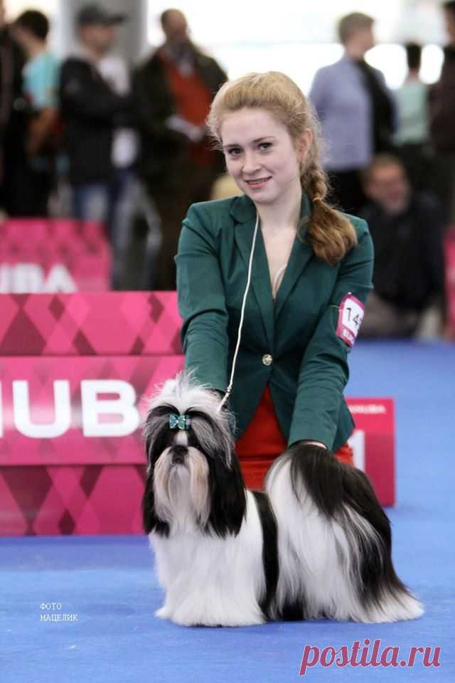 Euro Dog Show 2014 Brno 
CHESVET LINE LASTING IMPRESSION "Lana" - ex. in junior class, shortlisted in 6 top dogs
(Hashanan Cool Shot x Chesvet Line Juan Dzi Zi)
breeder - Svetlana Mikhaylova
owner - Татьяна Гладкая