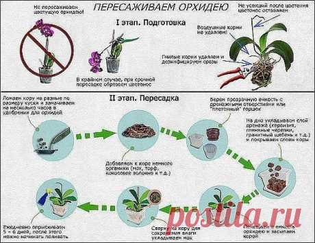Как определить, что орхидею пора пересаживать, и как это лучше сделать?