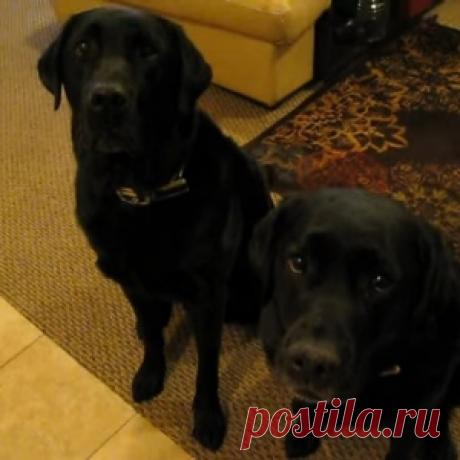 Пёс сдал свою сестру на краже печенья. Допрос лабрадоров заставит вас посмеяться - МирТесен