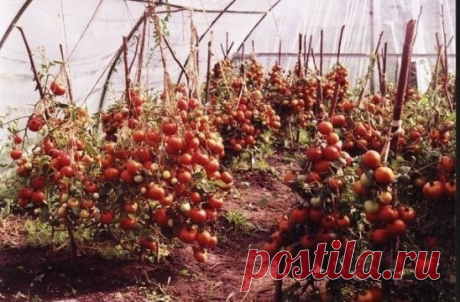 НЕВЕРОЯТНО ВЫСОКИЙ УРОЖАЙ ПОМИДОРОВ!!!
 
Рецепт более чем прост: 
В трёхлитровую банку наливаю где-то 2,5 литра отстоянной (обязательно!) теплой воды. В неё добавляю 100 грамм разведённых в теплой воде живых дрожжей и 0,5 стакана сахара. Накрываю марлей и ставлю банку в тёплое место. Время от времени содержимое банки взбалтываю. Раствор (бражка) готова, когда закончится брожение. Один стакан "бражки" разбавляю на ведро воды и поливаю по 1 л. под каждый куст. 
В течение лета подкармливаю три р