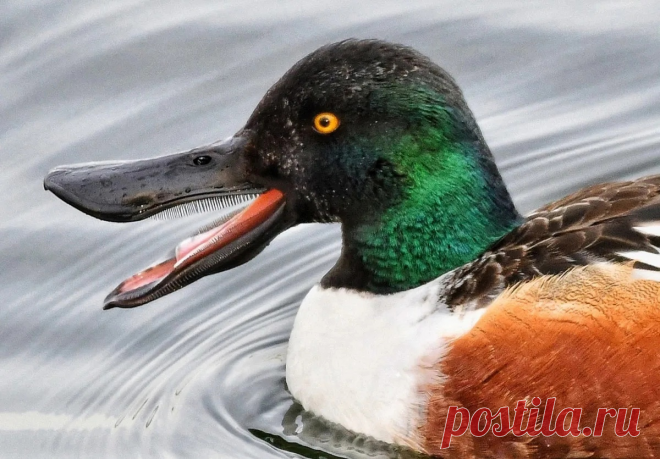 ШИРОКОНОСКА: Бывает и такое. Хищная утка с «зубами» внутри клюва и распухшим лицом