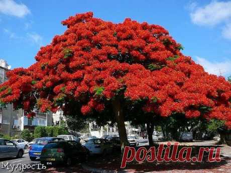 Я попросил дерево: расскажи мне о Боге.
И оно зацвело.
Рабиндранат Тагор