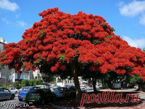 Я попросил дерево: расскажи мне о Боге.
И оно зацвело.

Рабиндранат Тагор