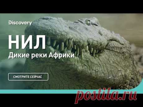 Нил | Дикие реки Африки | Discovery