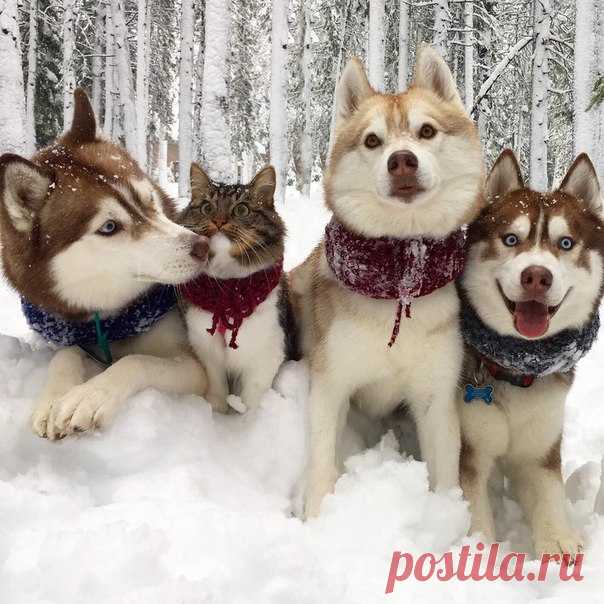 Четыре прекрасных хаски.. Стоп..