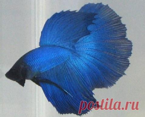 petushok.jpg (477×383)