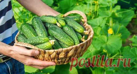 Соблюдение всех правил культивации огурцов, помогут собрать большой урожай, на зависть соседям