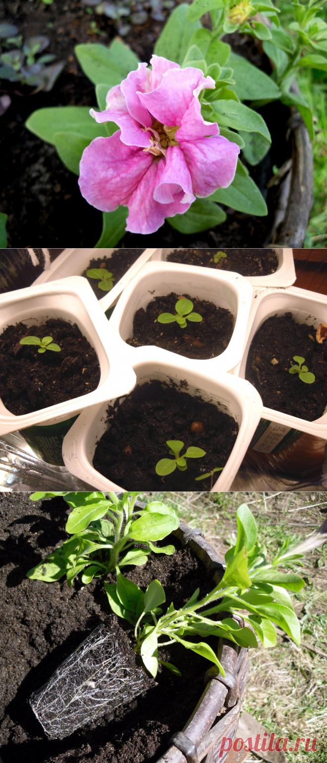 4 шага к хорошей рассаде петуний / Цветы / 7dach.ru