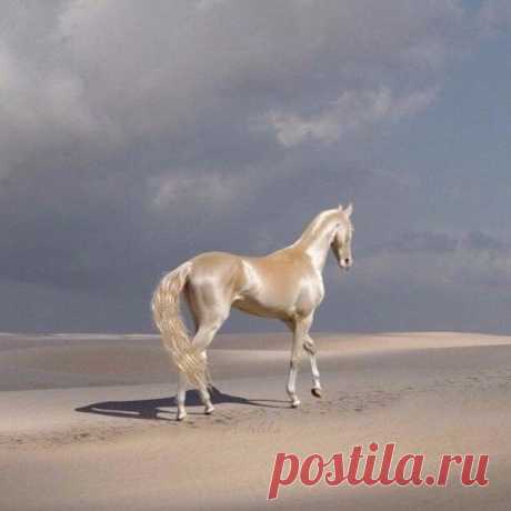 Ахалтекинская лошадь