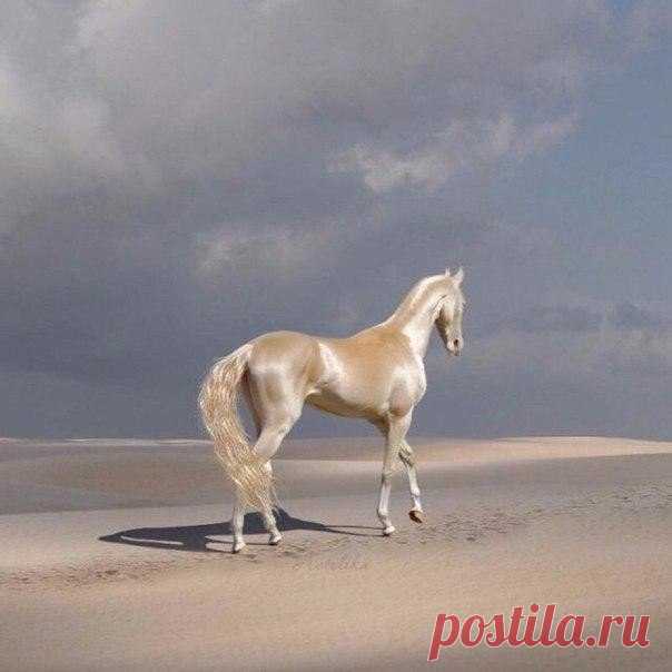 Ахалтекинская лошадь