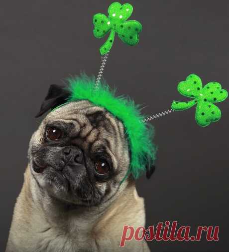 25 Cute Dog Pictures For St. Patrick’s Day - DogTime