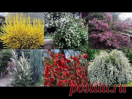 Кустарники с красной листвой, которые украсят осенний участок