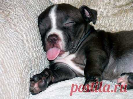 Спят усталые щеночки, в миске спят