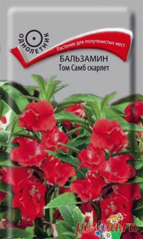 Семена "Бальзамин. Том Самб скарлет" (вес: 0,1 г)