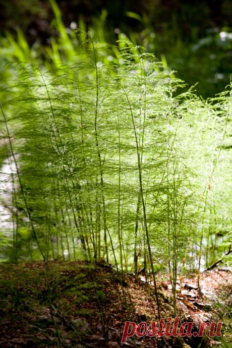 _ferns__by_eurydise_d9q72yq-fullview.jpg (800×1200)