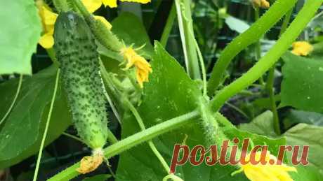 Льем на грядку молодящий состав: огурцы начинают плодоносить с удвоенной силой — суперстимулятор
