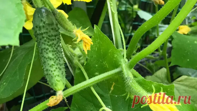 Льем на грядку молодящий состав: огурцы начинают плодоносить с удвоенной силой — суперстимулятор