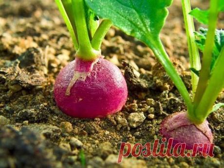 Когда и как сеять редис? 1. Редис высеваем в в апреле, как можно раньше, поскольку при удлинении светового дня весьма высока вероятность стрелкования. 2. Для посева используйте только крупные семена. Из мелких быстро образуется цветонос. 3. Ряды сейте через 10-12 см, соблюдая расстояние между растениями 4-5 см. Идеальная глубина заделки семян — 1,5-2 см. 4. На одной грядке с редисом посейте шпинат. Это растеньице защитит