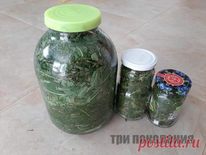 Помогала делать иван-чай в монастыре. Показываю, как теперь это делаю дома | ТРИ ПОКОЛЕНИЯ | Яндекс Дзен