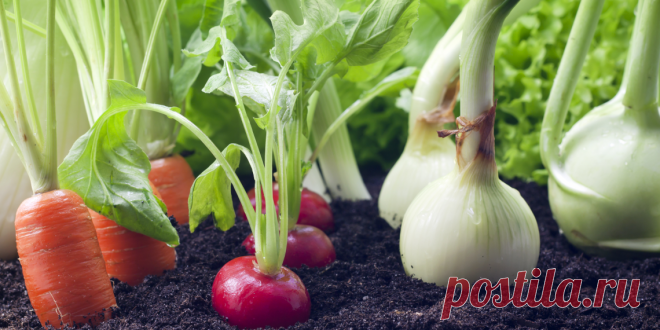 Мини-огород в квартире: как вырастить овощи, зелень и даже клубнику у себя дома. Огурцы, перец, морковь и даже клубника! Всё это можно выращивать на балконе или подоконнике и круглый год есть свежие, экологичные, а главное, бесплатные овощи и фрукты. Прямо сейчас расскажем, как разбить мини-огород в городской квартире.

Выращивание продуктов питания в условиях города популярно во всём мире