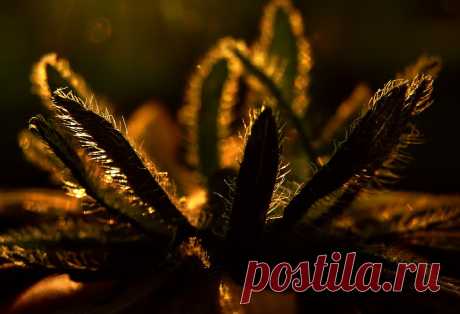 Частица природы