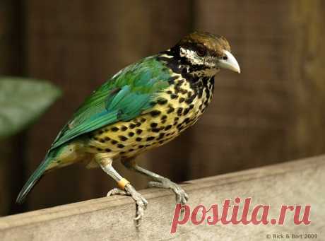 Белозобая птица-кошка (Ailuroedus buccoides)/
Известна еще как белоухий кошачий шалашник. Для привлечения самок эта романтичная птица украшает выбранную для спаривания ровную площадку ракушками и камешками.
Шалашниковые - хорошие пересмешники, они склонны к звукоподражанию.
https://vk.com/funny_animals_world