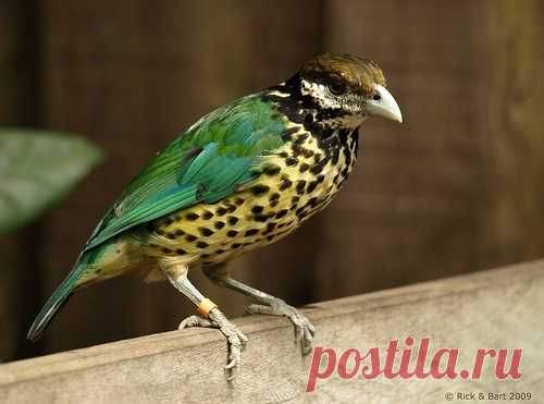 Белозобая птица-кошка (Ailuroedus buccoides)/
Известна еще как белоухий кошачий шалашник. Для привлечения самок эта романтичная птица украшает выбранную для спаривания ровную площадку ракушками и камешками.
Шалашниковые - хорошие пересмешники, они склонны к звукоподражанию.
https://vk.com/funny_animals_world