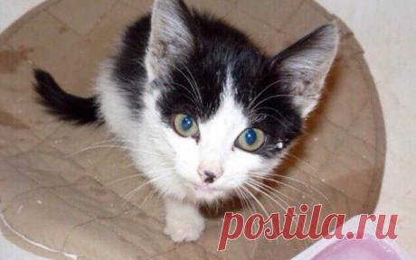 КОШАЧИЙ РЕБЁНОК СИДЕЛ В ОГРОМНОЙ ЛУЖЕ И ОТЧАЯННО ПЛАКАЛ… — Лап-Ушки.com — любимые животные