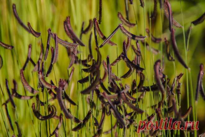 Бутелуа — декоративный и неприхотливый злак вашего сада. Фото — Ботаничка