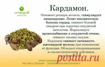 Кардамон