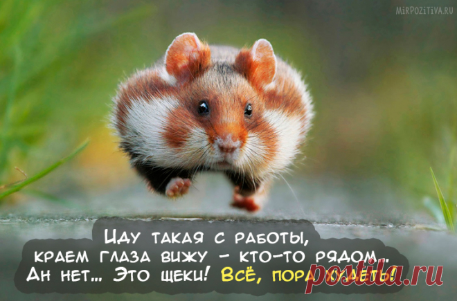 Прикольные картинки