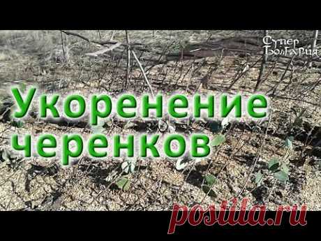 Природное земледелие. Укоренение черенков