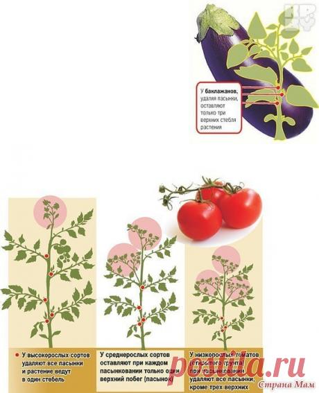 ЛИСТВА У ТОМАТОВ - УДАЛЯТЬ ИЛИ НЕТ? ВСЕ О ПАСЫНКОВАНИИ ОВОЩЕЙ
Листва у томатов - удалять или нет? Все о пасынковании овощей

Листья, как и стебель, плоды и корень есть части целого растения. И количество листьев регулирует само растение для более нормального развития. Нельзя бездумно вырезать листья, это мастерская фотосинтеза и спасение растений от жары и других неблагоприятных условий. Бытует мнение: зеленые плоды могут взять на себя эту функцию, но это лишь отчасти.

 
...