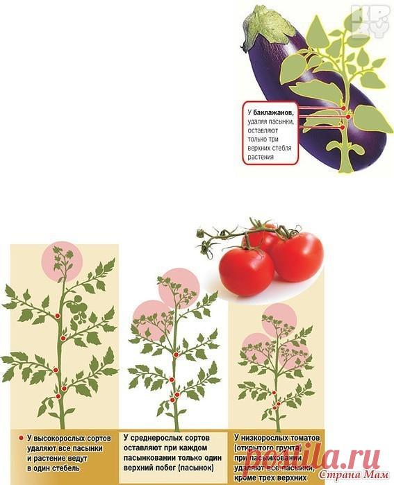 ЛИСТВА У ТОМАТОВ - УДАЛЯТЬ ИЛИ НЕТ? ВСЕ О ПАСЫНКОВАНИИ ОВОЩЕЙ
Листва у томатов - удалять или нет? Все о пасынковании овощей

Листья, как и стебель, плоды и корень есть части целого растения. И количество листьев регулирует само растение для более нормального развития. Нельзя бездумно вырезать листья, это мастерская фотосинтеза и спасение растений от жары и других неблагоприятных условий. Бытует мнение: зеленые плоды могут взять на себя эту функцию, но это лишь отчасти.

 
...