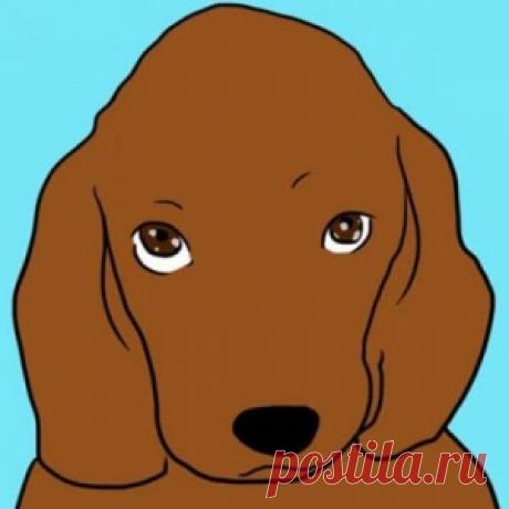 Если собака лижет вам ноги — она хочет этим кое-что сказать… - МирТесен