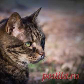 Сколько лет живут кошки: таблица продолжительности жизни