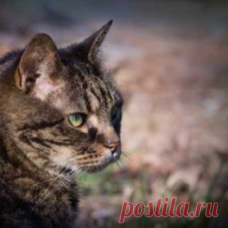 Сколько лет живут кошки: таблица продолжительности жизни